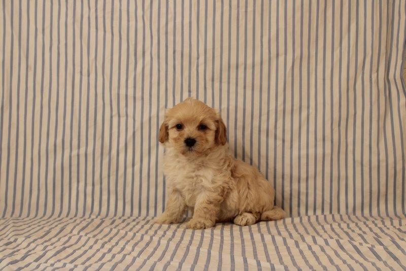puppy, for, sale, Maltipoo, Matthew B. Stoltzfus, dog, breeder, Gap, PA, dog-breeder, puppy-for-sale, forsale, nearby, find, puppyfind, locator, puppylocator, aca